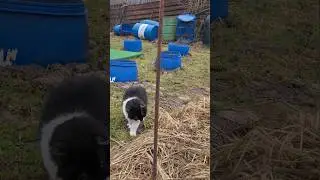 У кота Кузи затяжная весна 