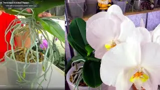 I CUT HALF OF AN ORCHID and this is the result! Answers on questions...