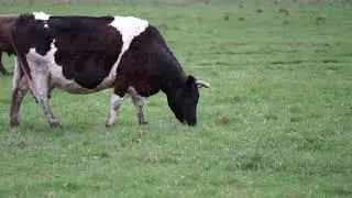 Cows eating