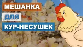 Мешанка для кур-несушек