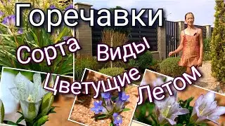 Горечавки - сорта/виды, которые цветут летом. Неприхотливые и очень красивые многолетние растения