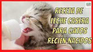 ❣️ HOMEMADE MILK RECIPE FOR ONE-MONTH-OLD KITTENS WITHOUT A MOTHER ❣️