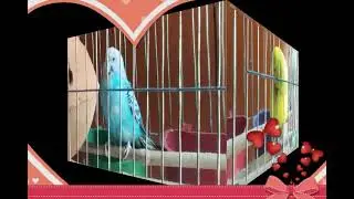 My cute Budgies