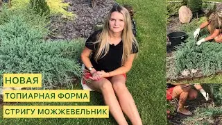 СТРИЖКА МОЖЖЕВЕЛЬНИКА ГРЭЙ ОУЛ 🌲БЫЛО/СТАЛО 🌲ФОРМА БУКЕТ ЦВЕТОВ скоро будет 🌲