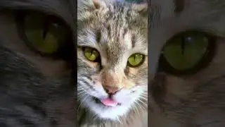 My cute cat in rest 🐈 closeup