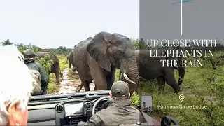 Up Close with Elephants | Monwana Game Lodge | Thornybush Nature Reserve | South Africa