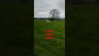 welsh leisure centre #usa #uk #youtube #tiktok #funny #animals #comedy #walking #sheep #farming