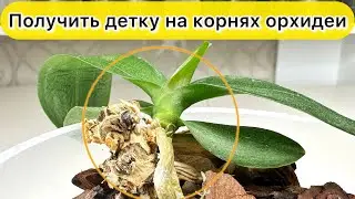 Вырастить ДЕТКУ орхидеи на корнях пеньке после обрезки потери верхушки орхидеи