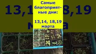 Лучшие дни МАРТА 2024 г. для посева томатов,перцев и баклажанов