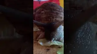 Snails: Amazing little creatures