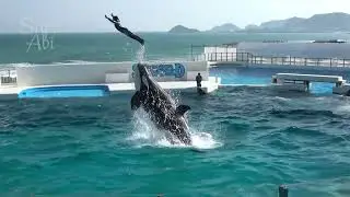 Orca Show at Kamogawa Sea World 【4K】