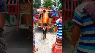 cow tiktok short video