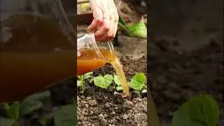 Make Your Own Vegetable Fertilizer at Home #fertilizer #shorts