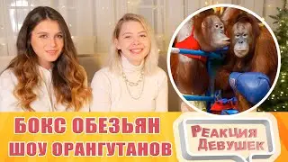 Реакция девушек. БОКС ОБЕЗЬЯН НА РИНГЕ (шоу орангутанов).