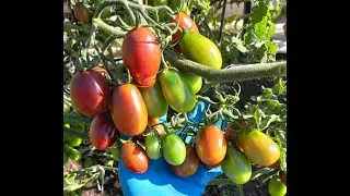 ОЧЕНЬ СЛАДКИЙ  УРОЖАЙНЫЙ  ТОМАТ  ЧЕРНЫЙ  МАВР - ЭТО КАК  КОНФЕТА ДЛЯ ДЕТЕЙ