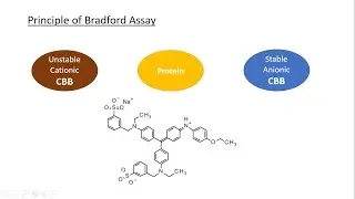 A full explanation about Bradford assay, Coomassie Brilliant Blue and the calibration curve