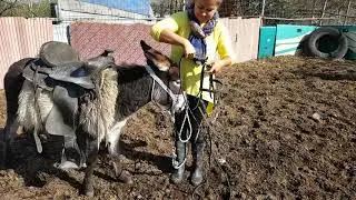 professional DONKEY dressing a bridle on a donkey