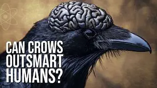 Are Crows Smarter Than Your Seven-Year-Old?