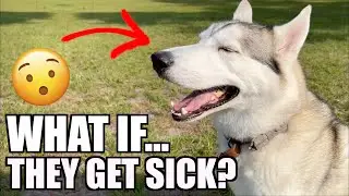 What If Your Dog Is Sick... (Should You Get Pet Insurance?)