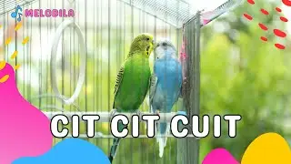 🔴 LAGU CIT CIT CUIT - Lagu Anak Anak | Lagu Anak Indonesia | Lagu Anak Balita | Lagu Anak Populer