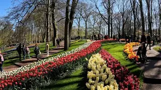 KEUKENHOF GARDENS (AMSTERDAM): 7 Million Flowers! Greatest Flower Display on Earth? (4K)