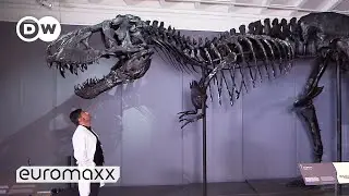 One Of The Best-Preserved T-Rex Skeletons In The World | Moving 66 million year old 