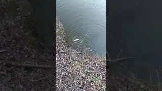 как поймать щуку зимой