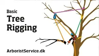 Tree Rigging Techniques - Baum Rigging - Nedfiring fra træ