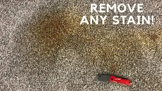 HOW TO GET ANY STAIN OUT OF CARPET