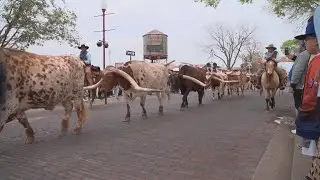 City of Fort Worth temporarily cancels afternoon Longhorn walks through the Stockyards