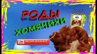 ХОМЯЧИХА РОДИЛА | КАК ПРОХОДЯТ РОДЫ у хомяка | Хомяк хомки | HOW A HAMSTER IS BORN