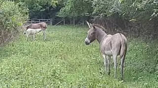 nursing baby donkey