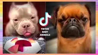 ✅TikTok Baby Animals - Little Pet Lovely