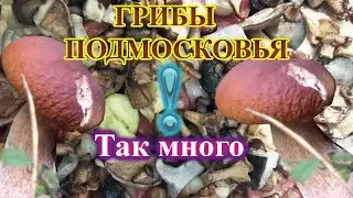 Собираем грибы в дождь. Подмосковные грибники на тихой охоте. Белые грибы