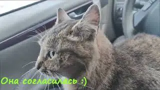 спасение кошки, бросили котят.