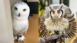 OWL BIRDS🦉- A Funny Owls And Cute Owls Videos Compilation (2021) 