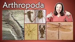 Arthropoda (Pt 1): Chelicerata, Crustacea, Insecta, Myriapoda- Invertebrate Paleontology | GEO GIRL