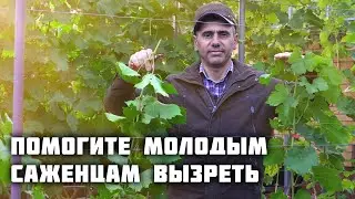 Помогите молодым саженцам вызреть! Глубока чеканка✂️