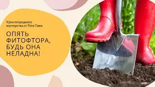 Опять ФИТОФТОРА, будь она неладна!