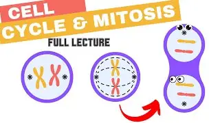 Chapter 12 - The Cell Cycle and Mitosis (Spindle, kinetochores, checkpoints, Cyclins & CDKs, cancer)