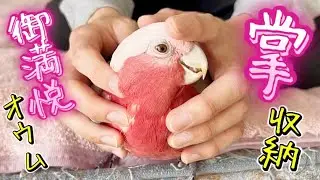 A parrot that has become part of the family and opened up to you can become very accustomed to you.