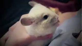 Njusha.mov