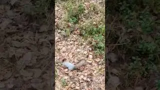 Белочка