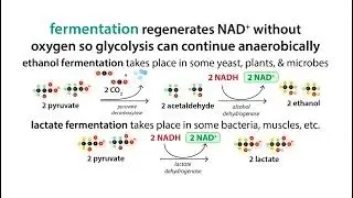 NAD+ regeneration - anaerobic glycolysis/fermentation & the Cori cycle