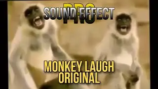 156 | Monkey Laugh |  Free Meme Video With Sound Effect For Vlog | No Copyright Meme Video Sound