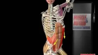 External Oblique Anatomy and Movement