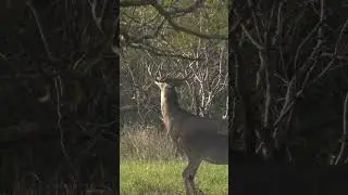 Buck working a licking branch.