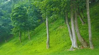 Beautiful summer rain. Background sounds of heavy rain for concentration, for study.