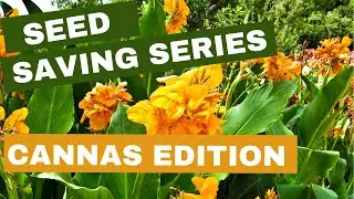 Saving Canna Seeds