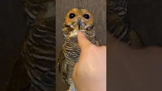 Bibib si Burung Hantu juga punya Telinga kok‼️🦉👂❤️ #owl #cute #funnyanimals #funnyvideo #pets